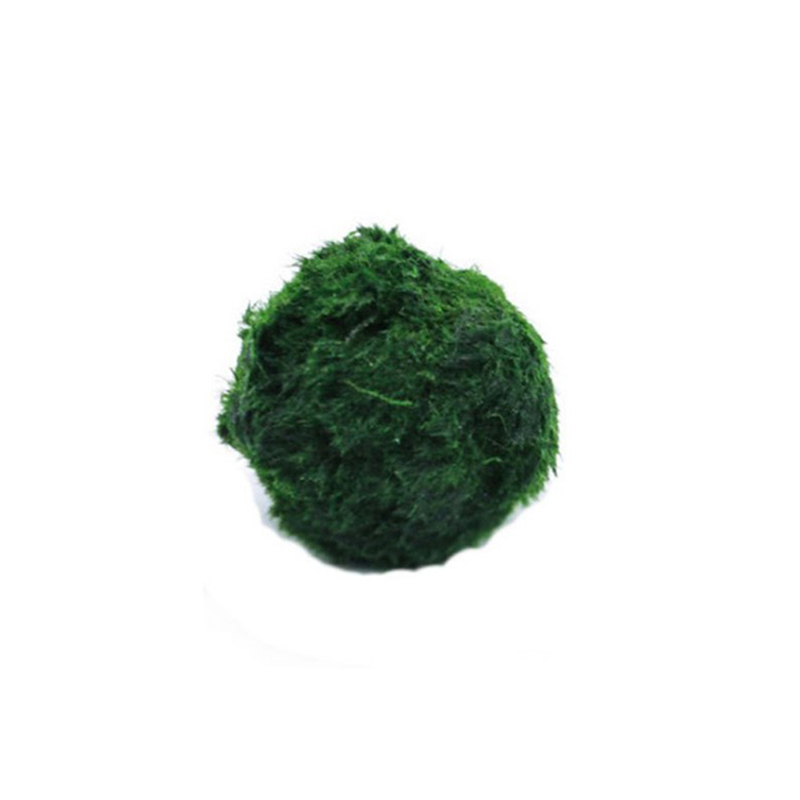 Marine Aquarium Live - Marimo Mos Ballen Live Aquarium Plant