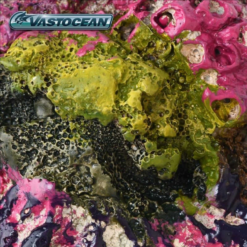 VASTOCEAN Zoutwateraquarium Gr - Marine Aquarium Hermit Crab recensie en prijs