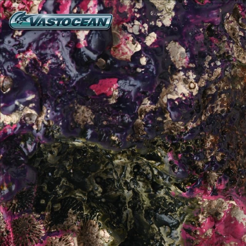 VASTOCEAN Zoutwateraquarium Gr - Marine Aquarium Hermit Crab recensie en prijs
