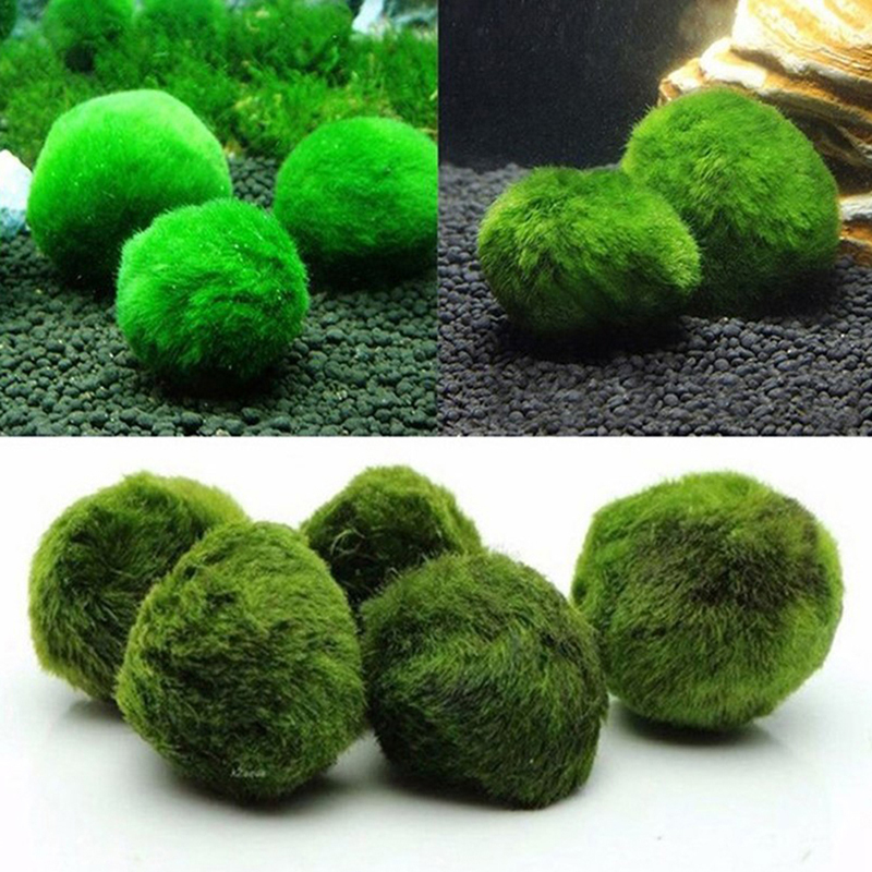 Marimo Mos Ballen Live Aquariu - Marine Aquarium Live recensie en prijs