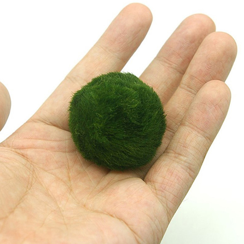 Marimo Mos Ballen Live Aquariu - Marine Aquarium Live recensie en prijs