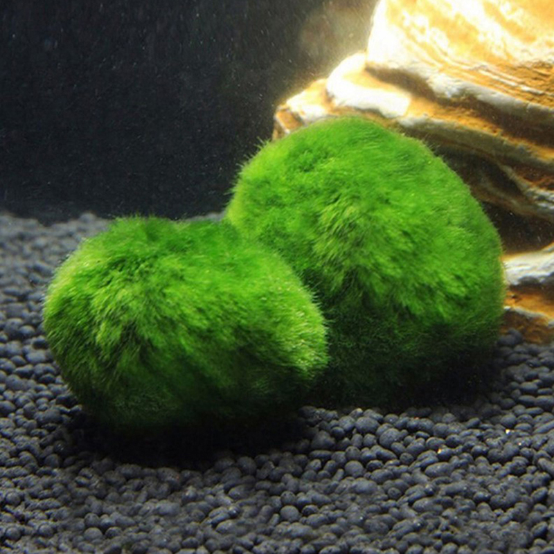 Marimo Mos Ballen Live Aquariu - Marine Aquarium Live recensie en prijs