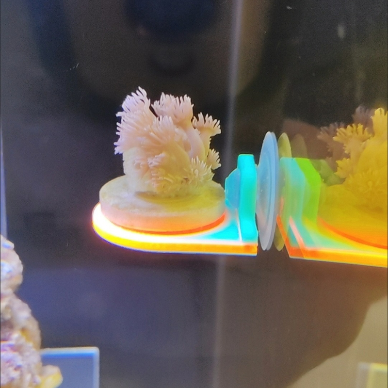 Kleur Willekeurig Koraal Frag  - Marine Aquarium Live recensie en prijs